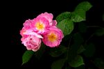 娇艳粉色月季花绽放