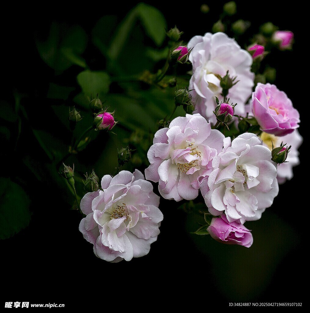 清新淡雅的粉白色花卉