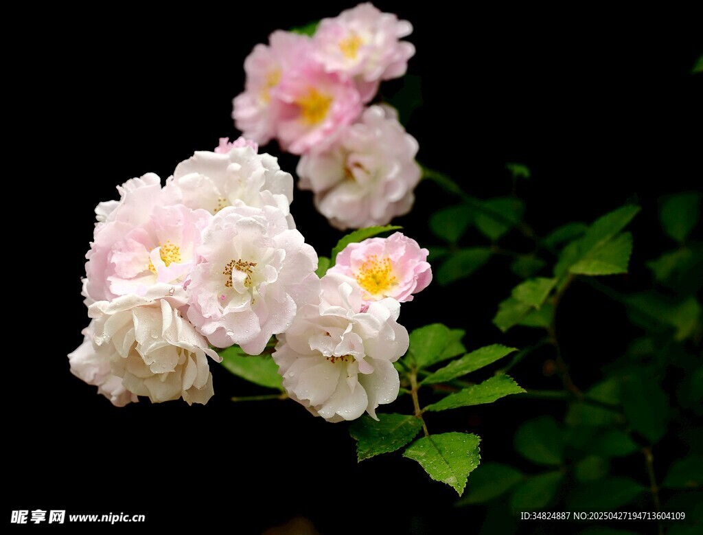 粉色蔷薇绽放