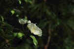 白色月季花