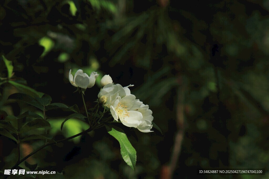 白色月季花