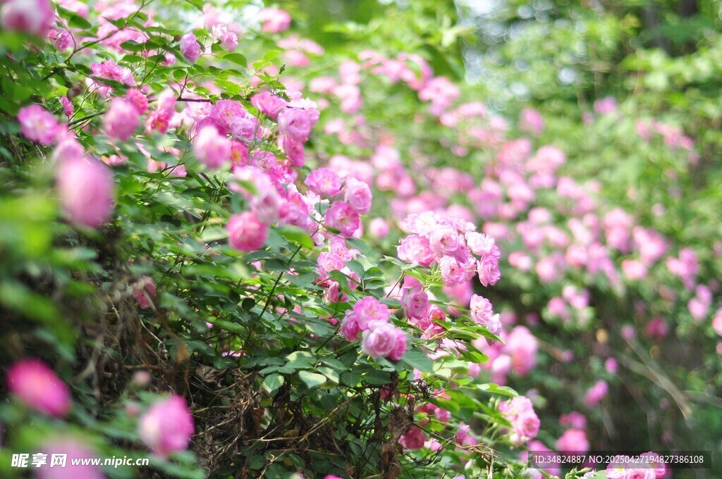 烂漫月季花绽放