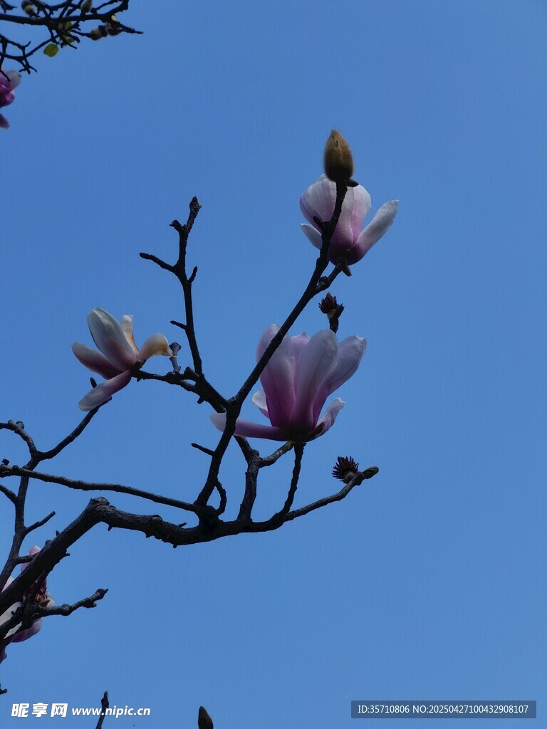 蓝天映衬下的玉兰花枝