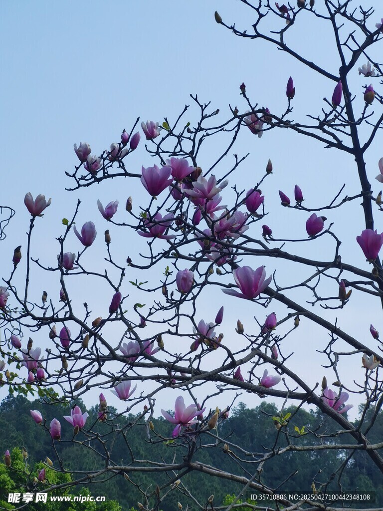 枝头绽放的紫玉兰花朵
