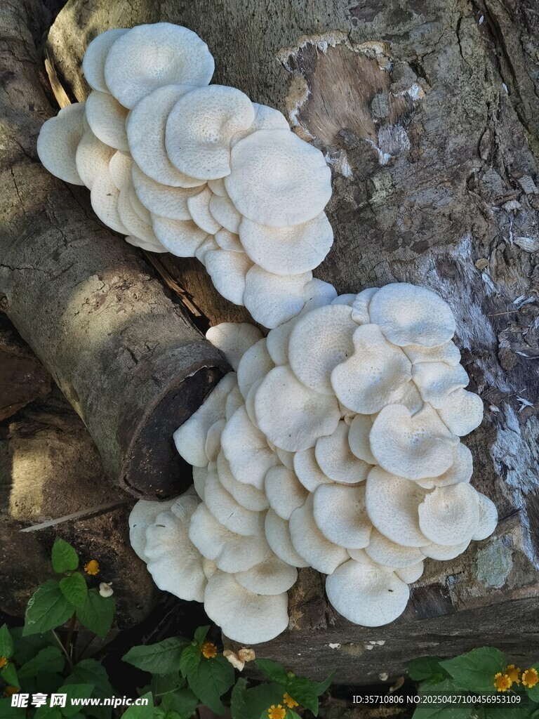 树干上的白色簇生蘑菇