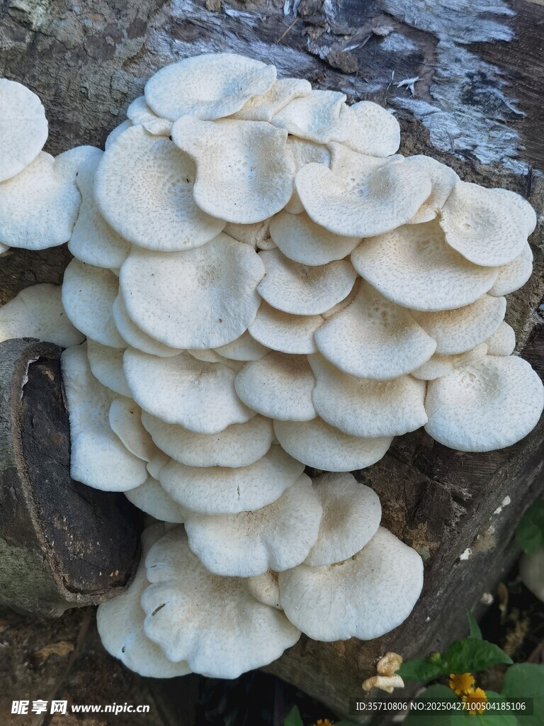 白色群生蘑菇附于树干