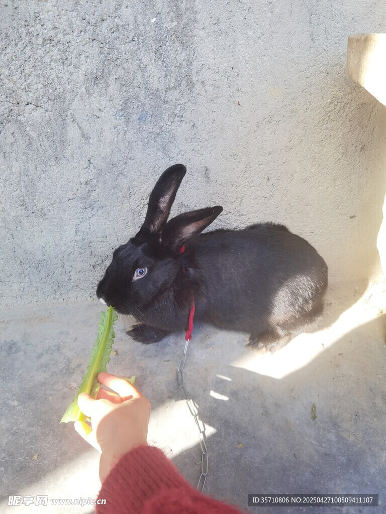 喂黑兔子吃菜叶瞬间