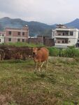 田野中的黄牛与民居
