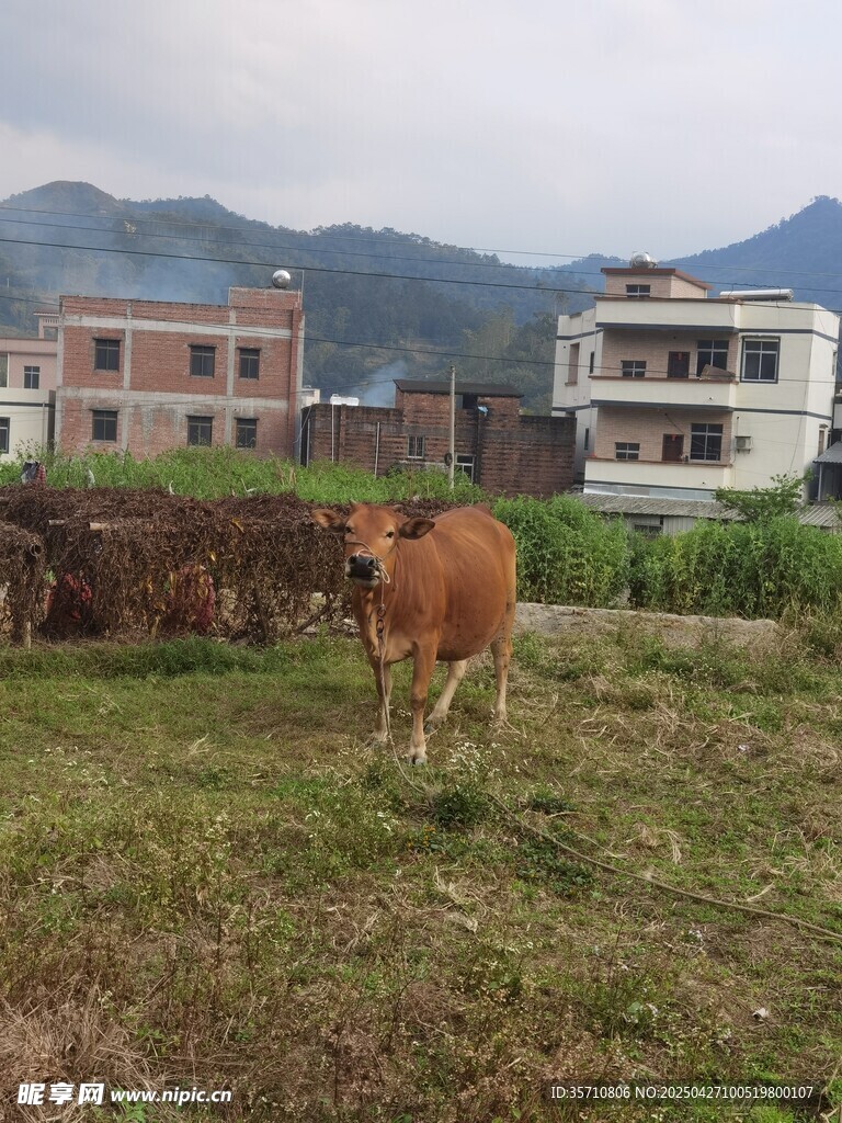 田野中的黄牛与民居