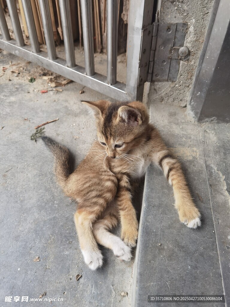 慵懒小猫惬意躺地