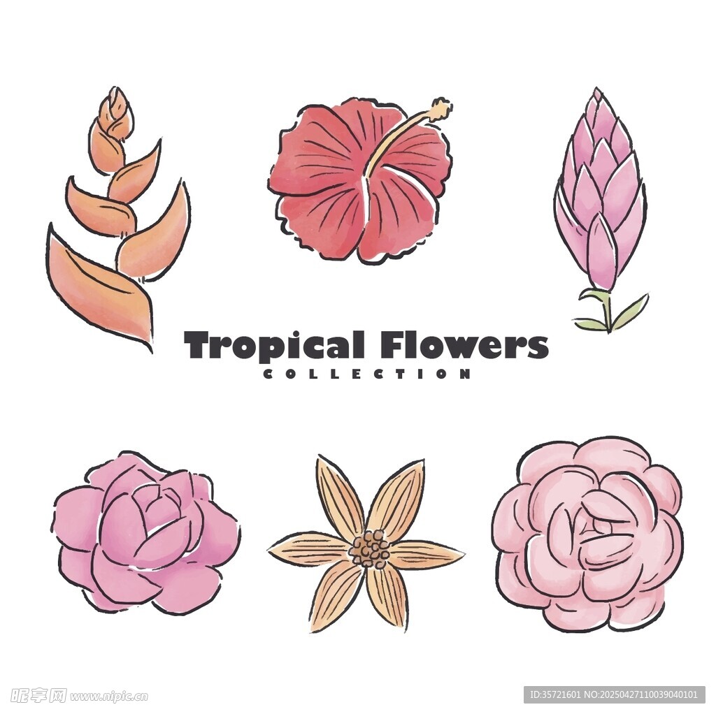 热带花卉插画集合