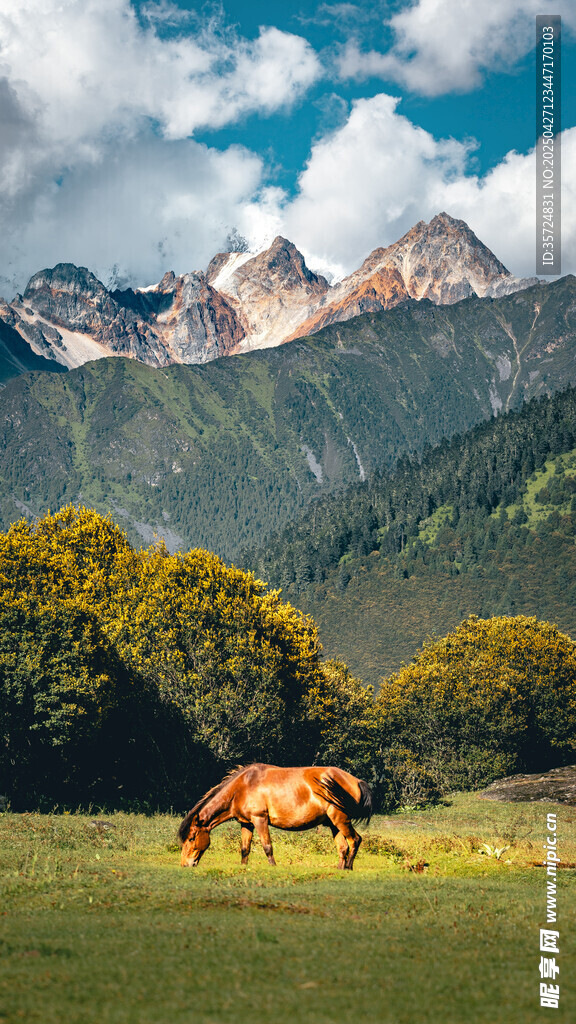 草原骏马与远山美景