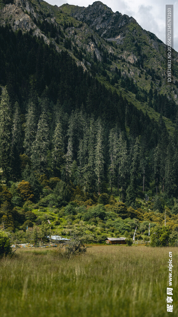 山间绿野 葱郁山林美景
