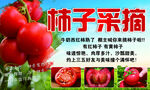 柿子采摘活动宣传海报