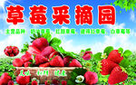 草莓采摘活动宣传海报