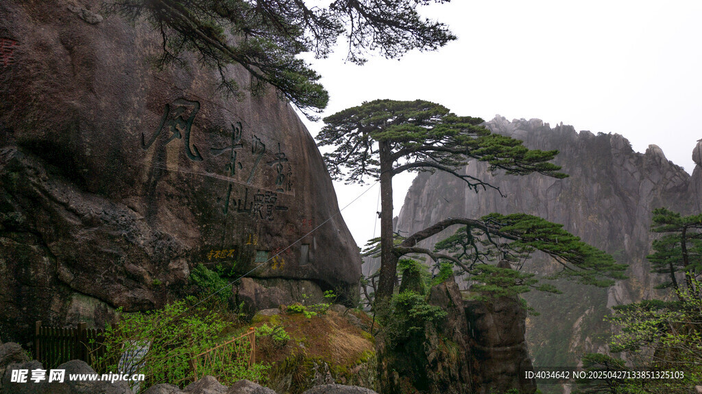 黄山奇峰旁的挺拔松树