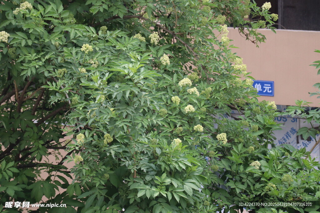接骨木