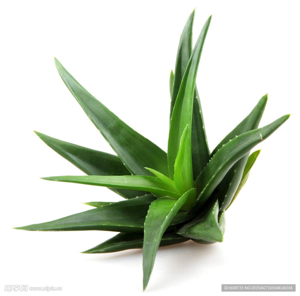 翠绿芦荟植物特写