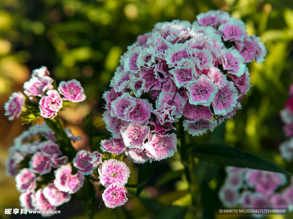 粉色花朵特写