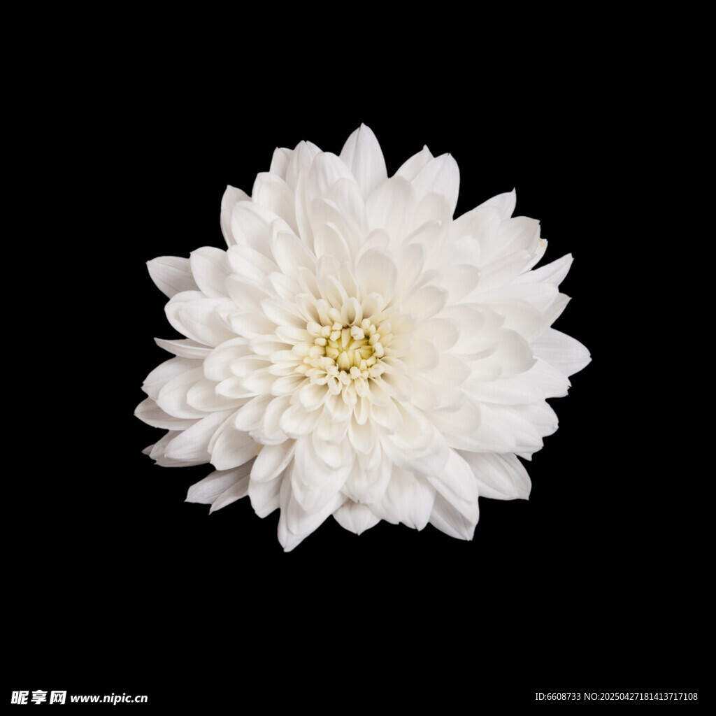 白色菊花特写