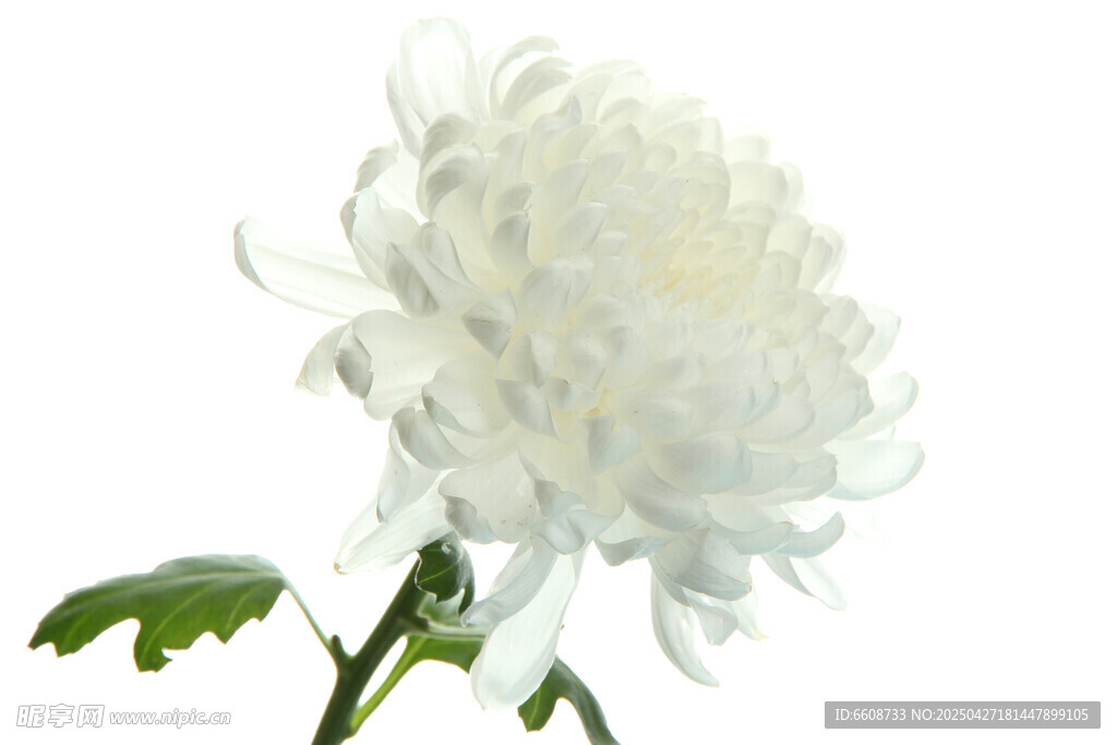 洁白菊花绽放