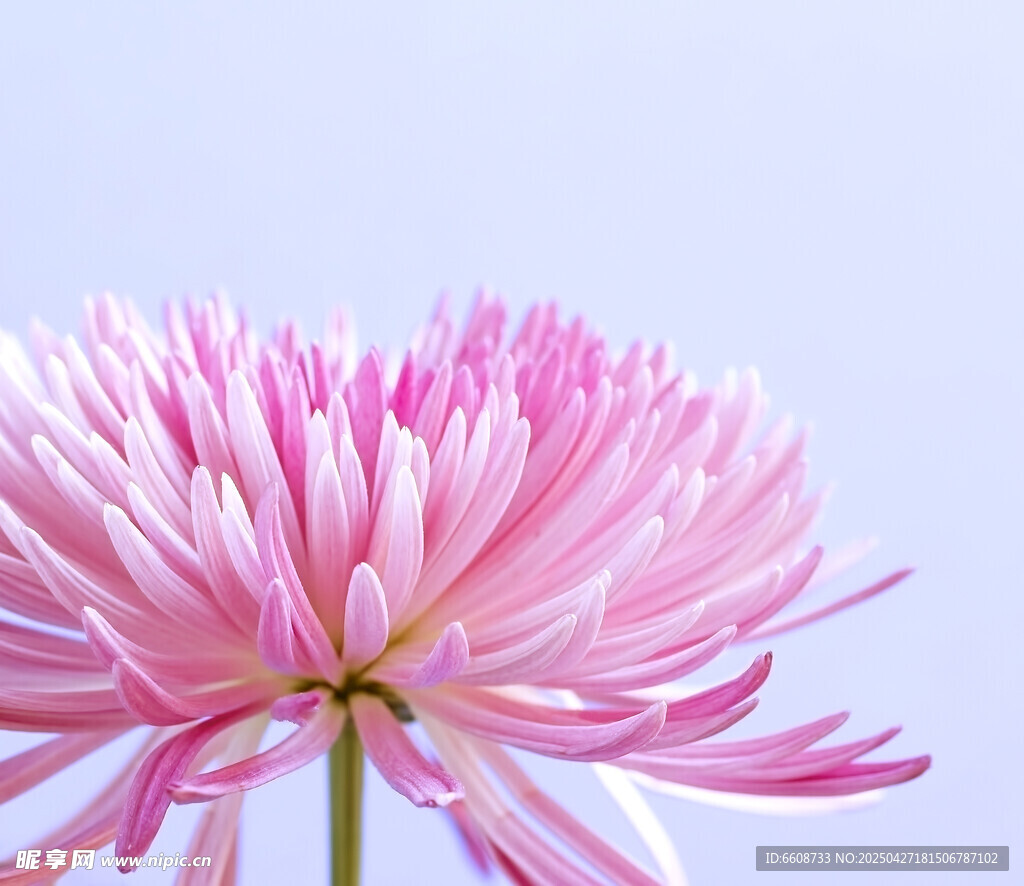 粉色菊花特写