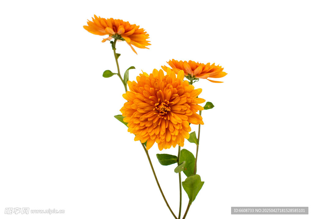 橙色菊花绽放