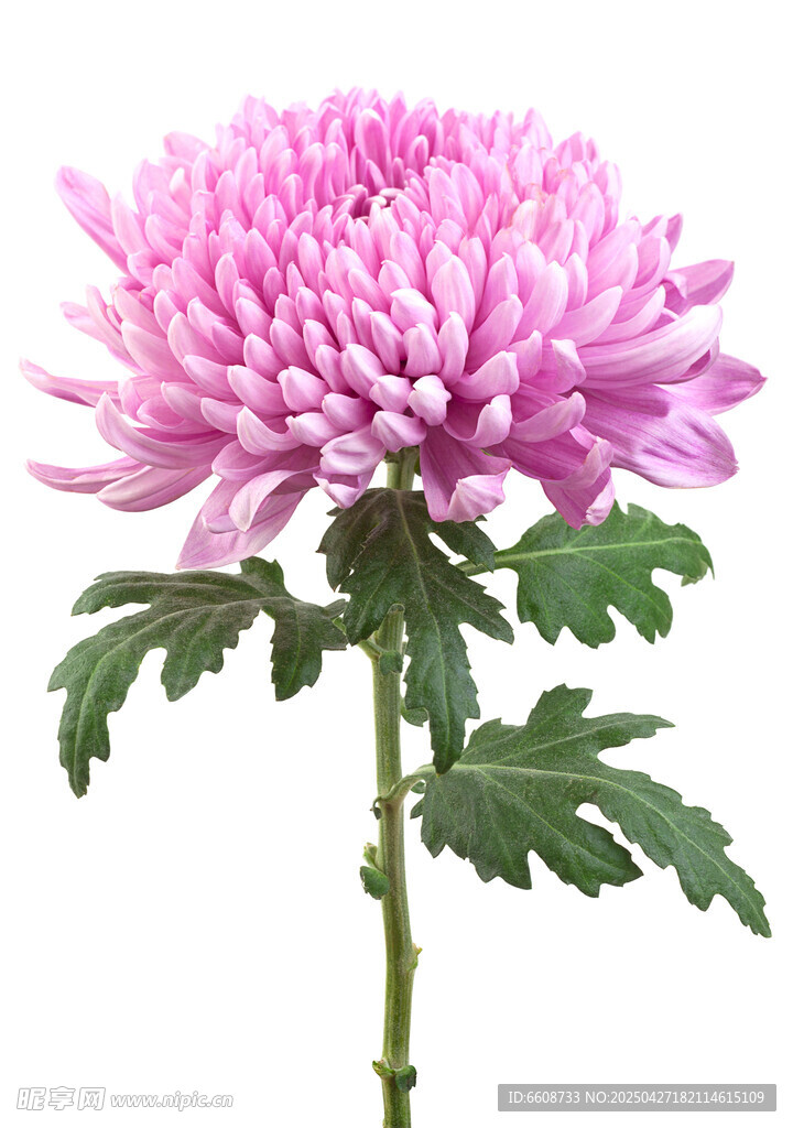 粉色菊花特写