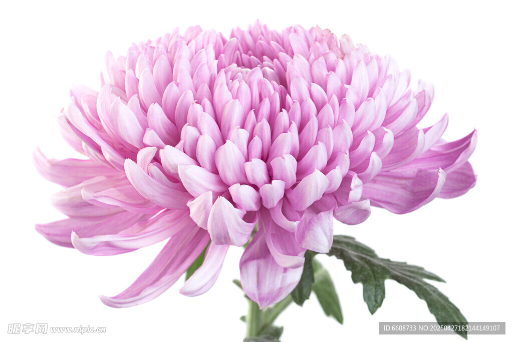 粉色菊花特写
