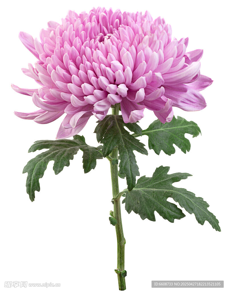 粉色菊花特写