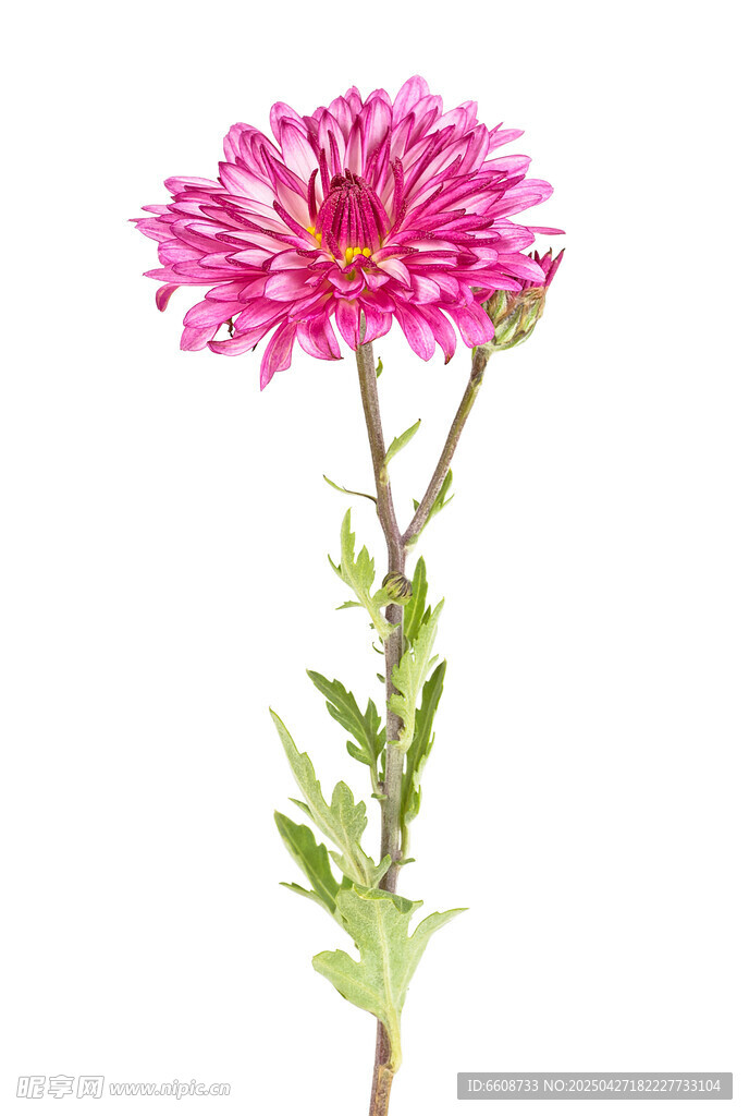 单枝粉色菊花特写