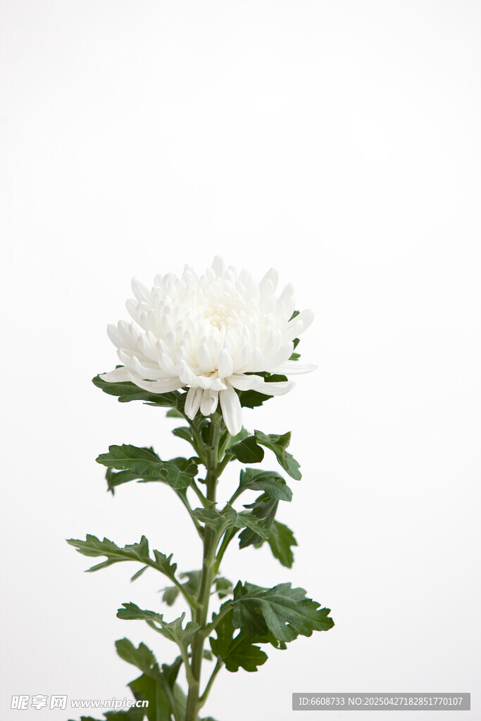 白色菊花特写