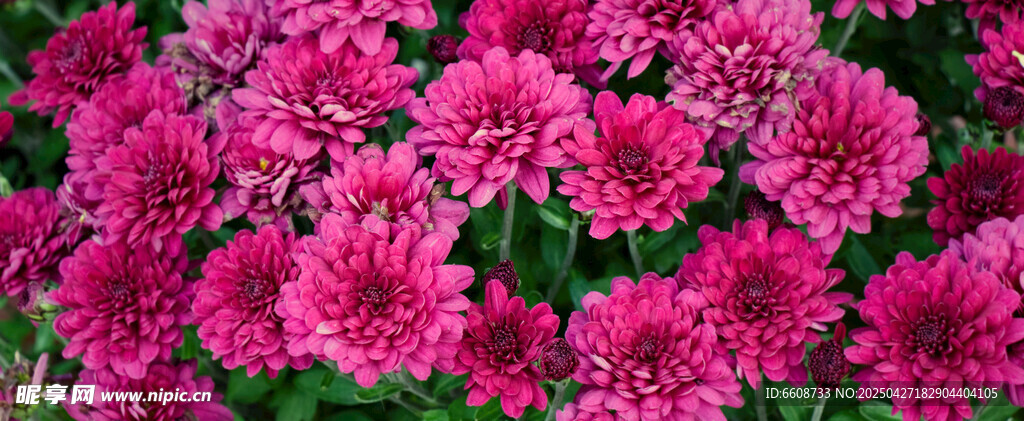 艳丽玫红菊花绽放