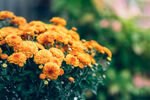 橙色菊花绽放生机