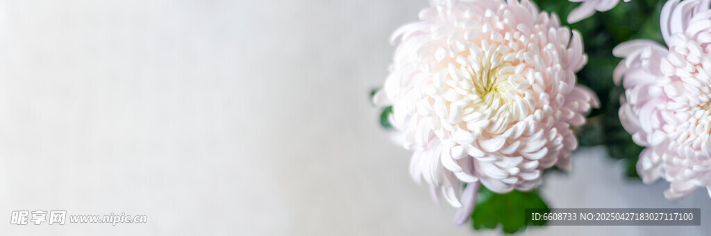 白色菊花静物图