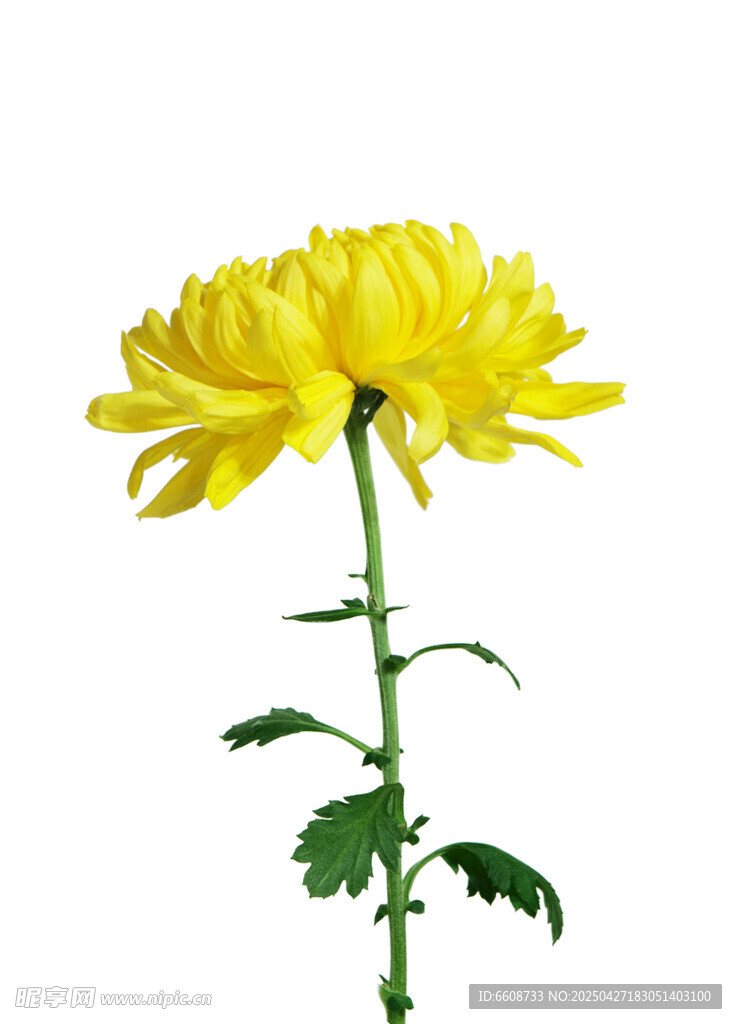 单枝黄色菊花绽放