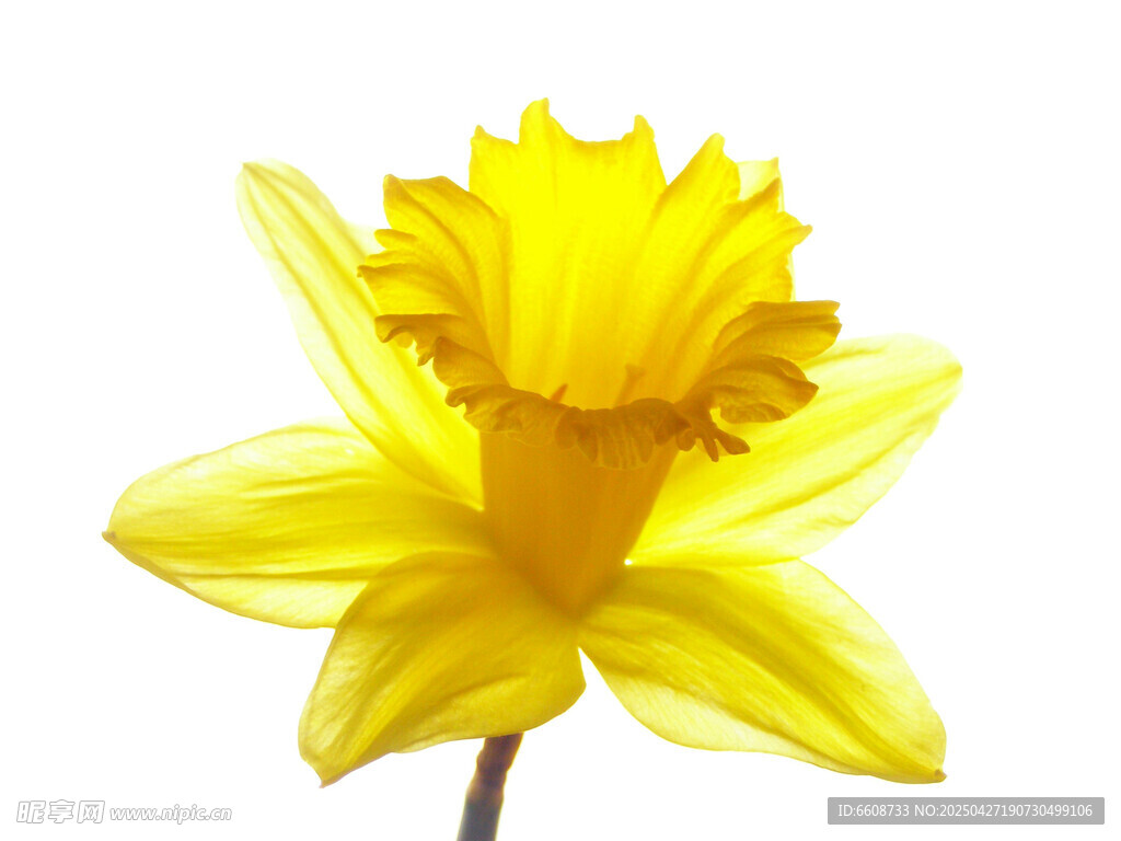 黄色水仙花特写