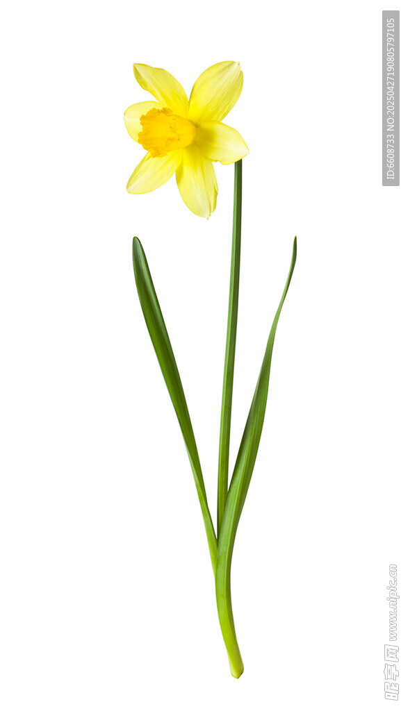 单枝黄色水仙花特写