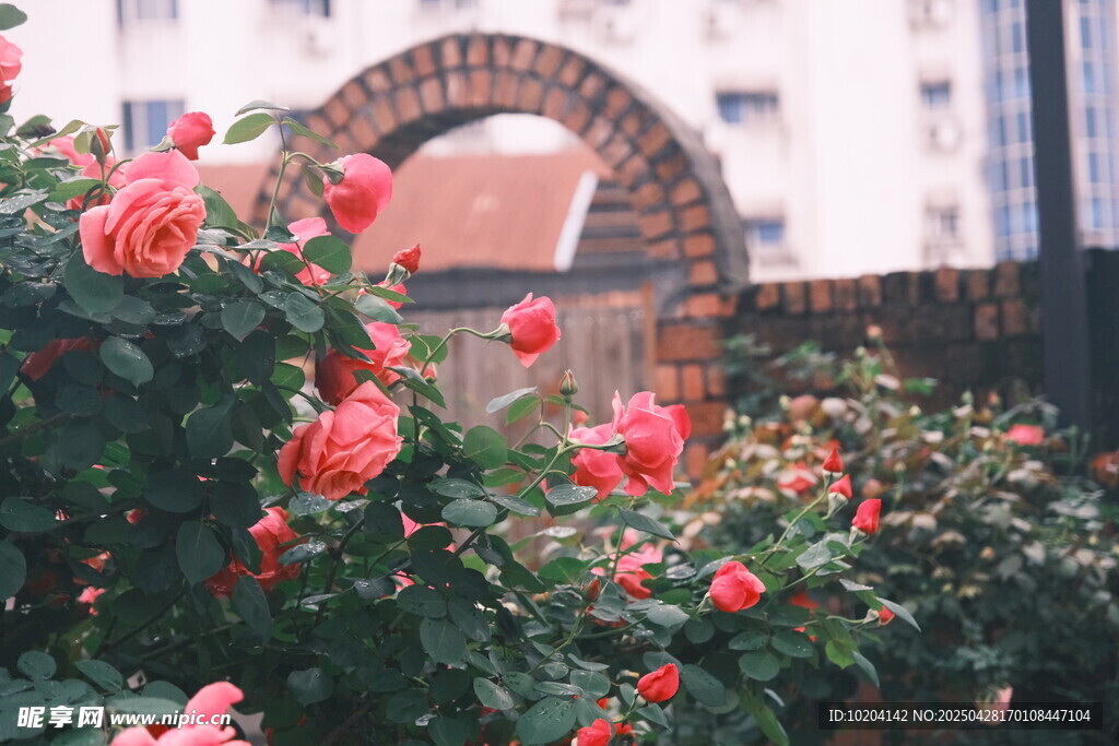 月季花