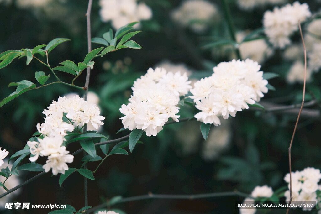 白色繁花绽放枝头