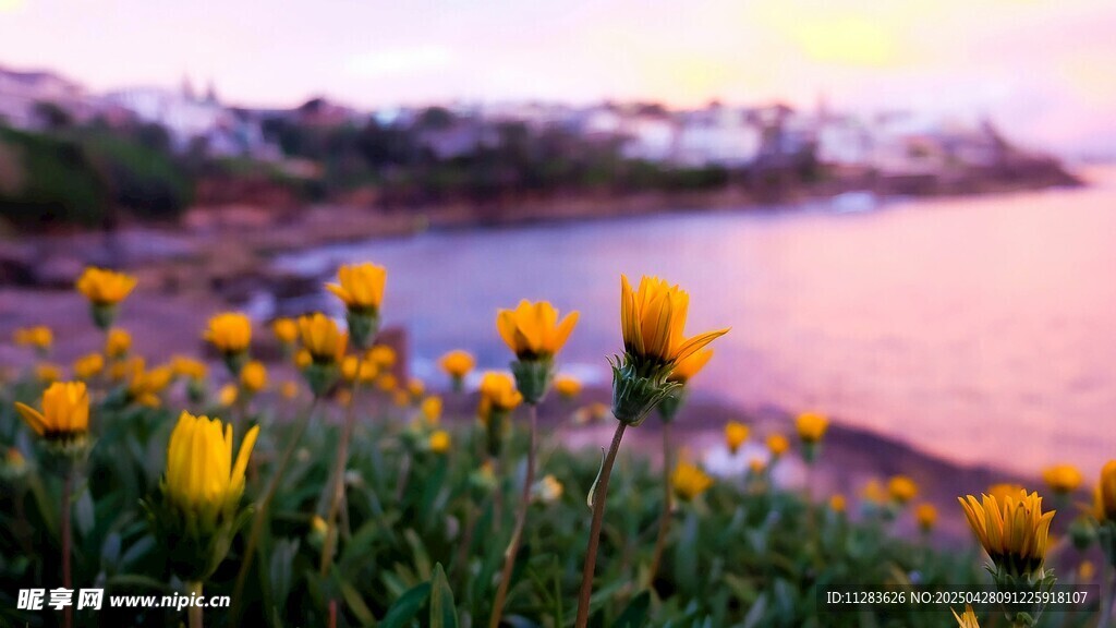海边野菊花