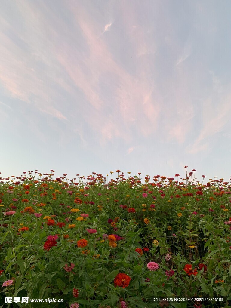 花海映晚霞