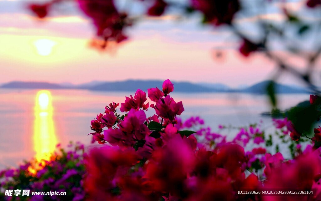 夕阳下杜鹃花