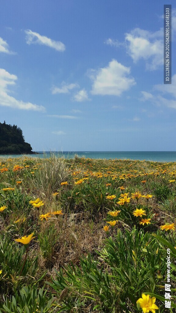 海边野菊花