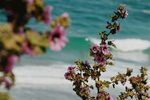 海边绽放的樱花