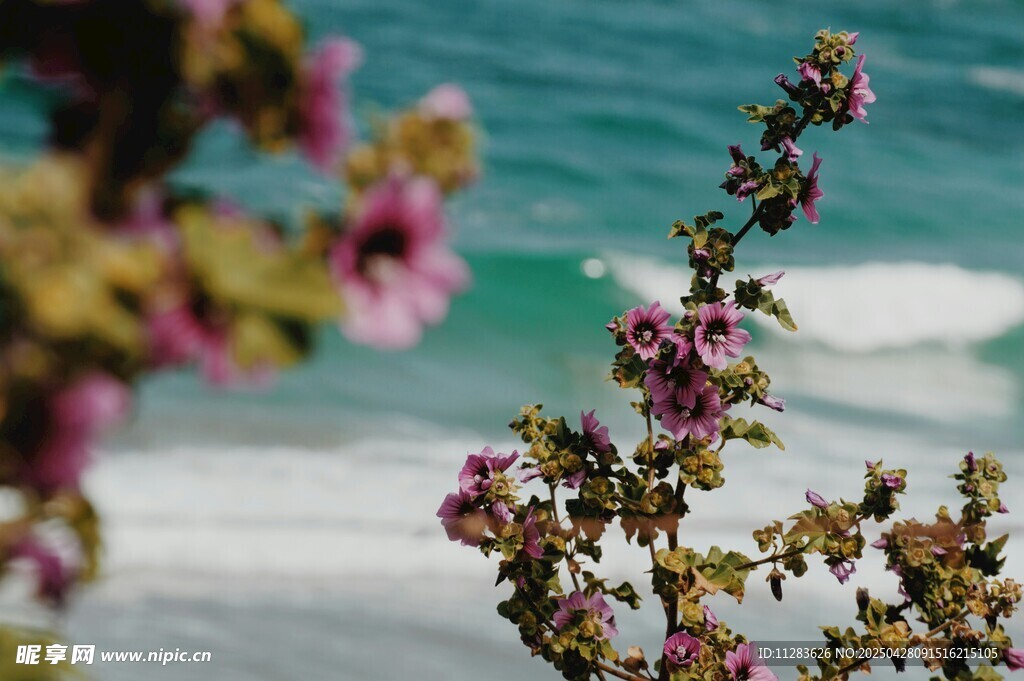 海边绽放的樱花