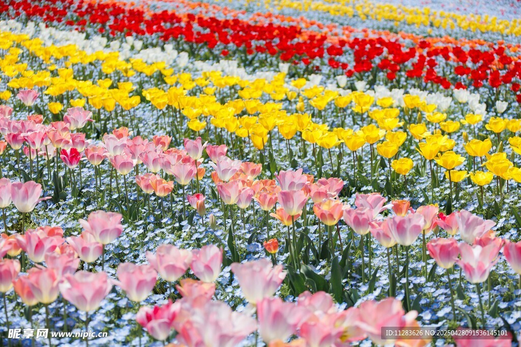 五彩斑斓的郁金香花海