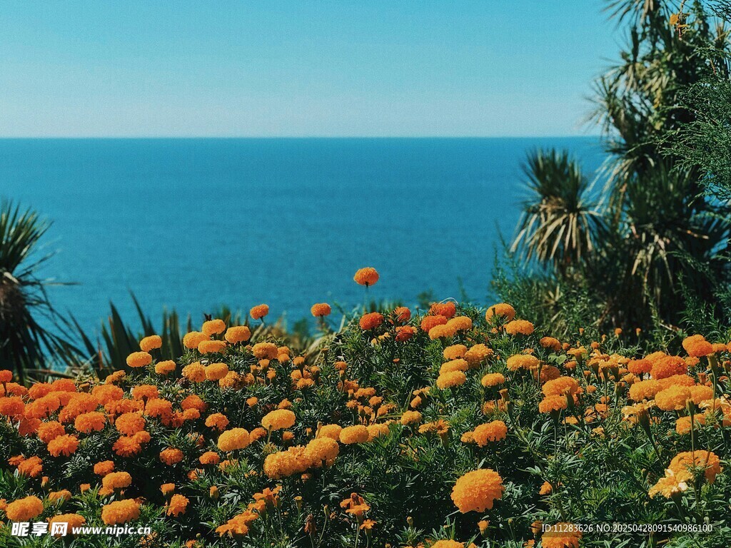 海边盛放的绚烂绣球花
