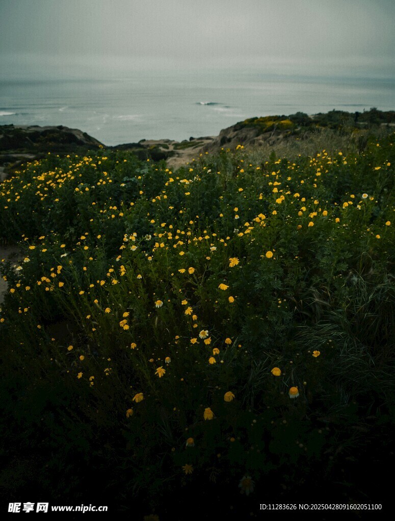 海边黄花菊花