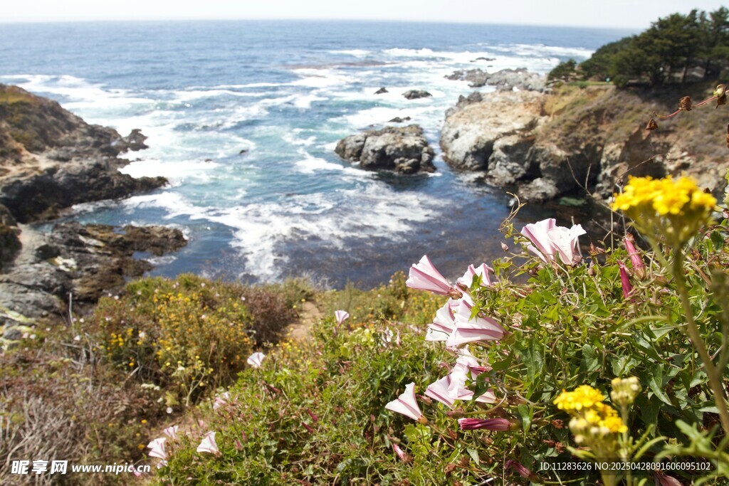 山间杜鹃花